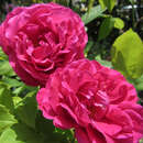 Rose 'Mme Ferdinand Jamin' - Historische Strauchrose
