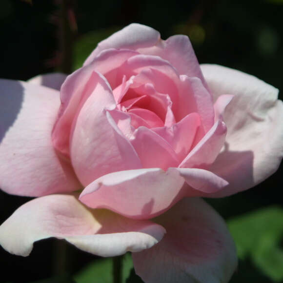 Rose 'Climbing Mme Caroline Testout': Bild 3/3 Rose 'Climbing Mme Caroline Testout': Bild 3/3