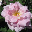 Rose 'Astra': Bild 2/6