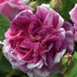 Rose 'President de Seze' (gallica): Bild 3/5