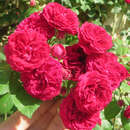 Rose 'Chevy Chase' - Ramblerrose