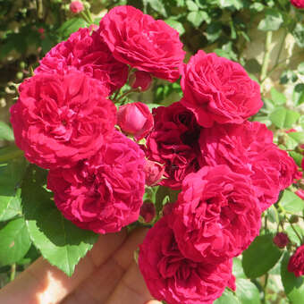 Rose 'Chevy Chase'