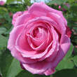 Rose 'Mrs. John Laing': Bild 3/4