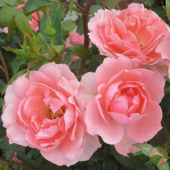 Rose 'Jardins de France'