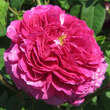 Rose 'Louis Philippe': Bild 1/4