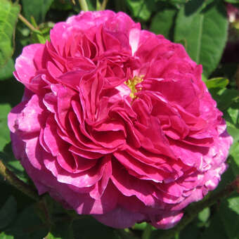 Rose 'Louis Philippe'