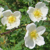 Rosa pimpinellifolia - Bibernellrose