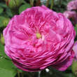 Rose 'Petite de Hollande': Bild 1/1