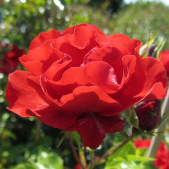 Rose 'Strombergzauber'