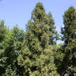 Cryptomeria japonica: Bild 1/2