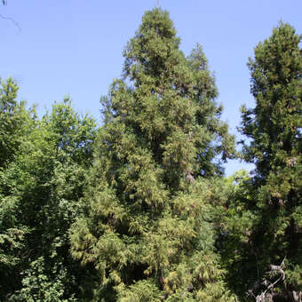 Cryptomeria japonica