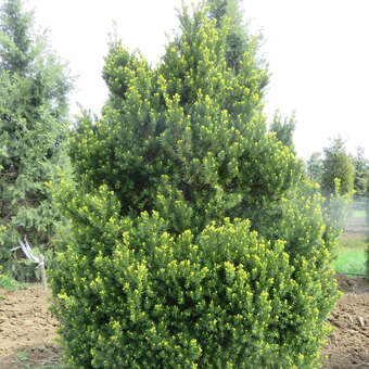 Taxus media 'Hatfieldii'