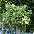 Ginkgo biloba 'Mariken' - Kugel-Ginkgo