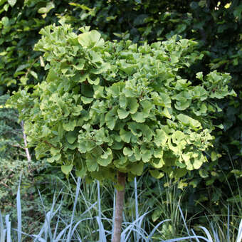Ginkgo biloba 'Mariken'