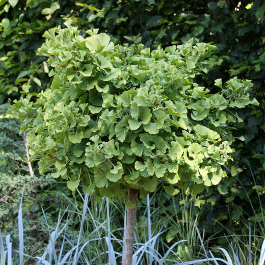 SäulenGinkgo Ginkgo biloba 'Princeton Sentry' grün