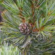 Pinus koraiensis: Bild 1/3