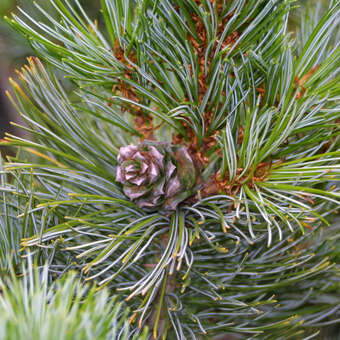 Pinus koraiensis