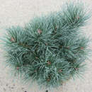 Pinus sylvestris 'Chantry Blue' - Zwergföhre