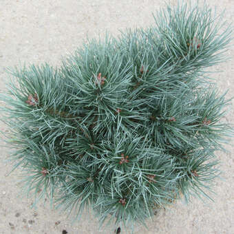 Pinus sylvestris 'Chantry Blue'