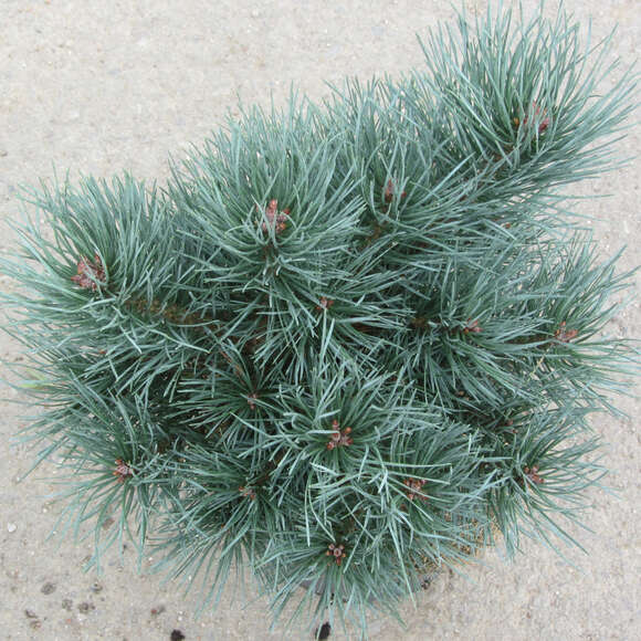 Pinus sylvestris 'Chantry Blue': Bild 1/2 Pinus sylvestris 'Chantry Blue': Bild 1/2