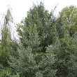 Picea likiangensis rubescens: Bild 1/2