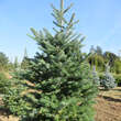 Abies amabilis: Bild 1/3