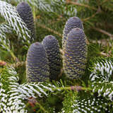 Abies koreana - Koreatanne