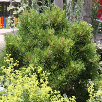 Pinus nigra 'Pierrick Bregeon'