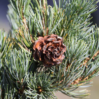 Pinus parviflora 'Pentaphylla Gl.'