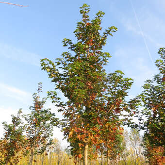 Acer 'Norwegian Sunset'