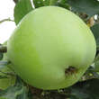 Malus dom. 'Zuccalmaglio Renette': Bild 1/2