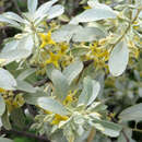 Elaeagnus angustifolia 'Quicksilver' - Schmalblättrige Ölweide