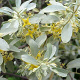 Elaeagnus angustif. 'Quicksilver' - Schmalblättrige Ölweide