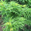 Acer palmatum 'Shishigashira': Bild 1/10