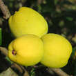 Chaenomeles japonica: Bild 1/5