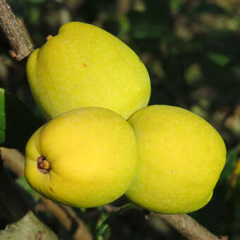 Chaenomeles japonica