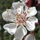 Prunus armeniaca 'Klosterneuburger' - Marille