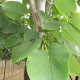 Tilia americana 'Fastigiata' - Amerikanische Säulenlinde
