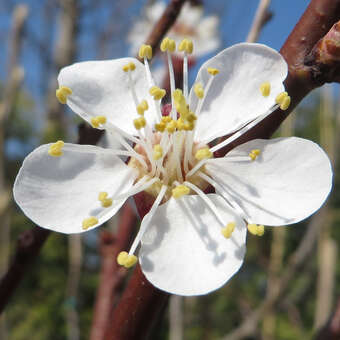 Prunus arm. 'Frühe Rosenmarille'
