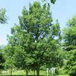 Quercus macrocarpa: Bild 2/3