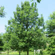 Quercus macrocarpa: Bild 2/3
