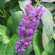 Buddleja davidii 'Niche's Choice': Bild 1/3