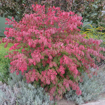 Euonymus alatus 'Fireball'