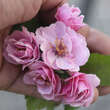 Malus ioensis 'Fimbriata': Bild 3/3