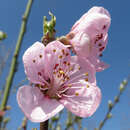 Prunus nuc. 'Nektarose' - Nektarine