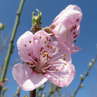 Prunus nuc. 'Nektarose'