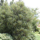 Farnblättriger Säulen-Faulbaum - Frangula alnus 'Fine Line'