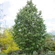 Tilia tomentosa 'Brabant': Bild 1/5