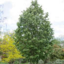 Tilia tomentosa 'Brabant' - Silberlinde