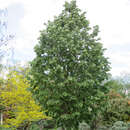 Tilia tomentosa 'Brabant' - Silberlinde